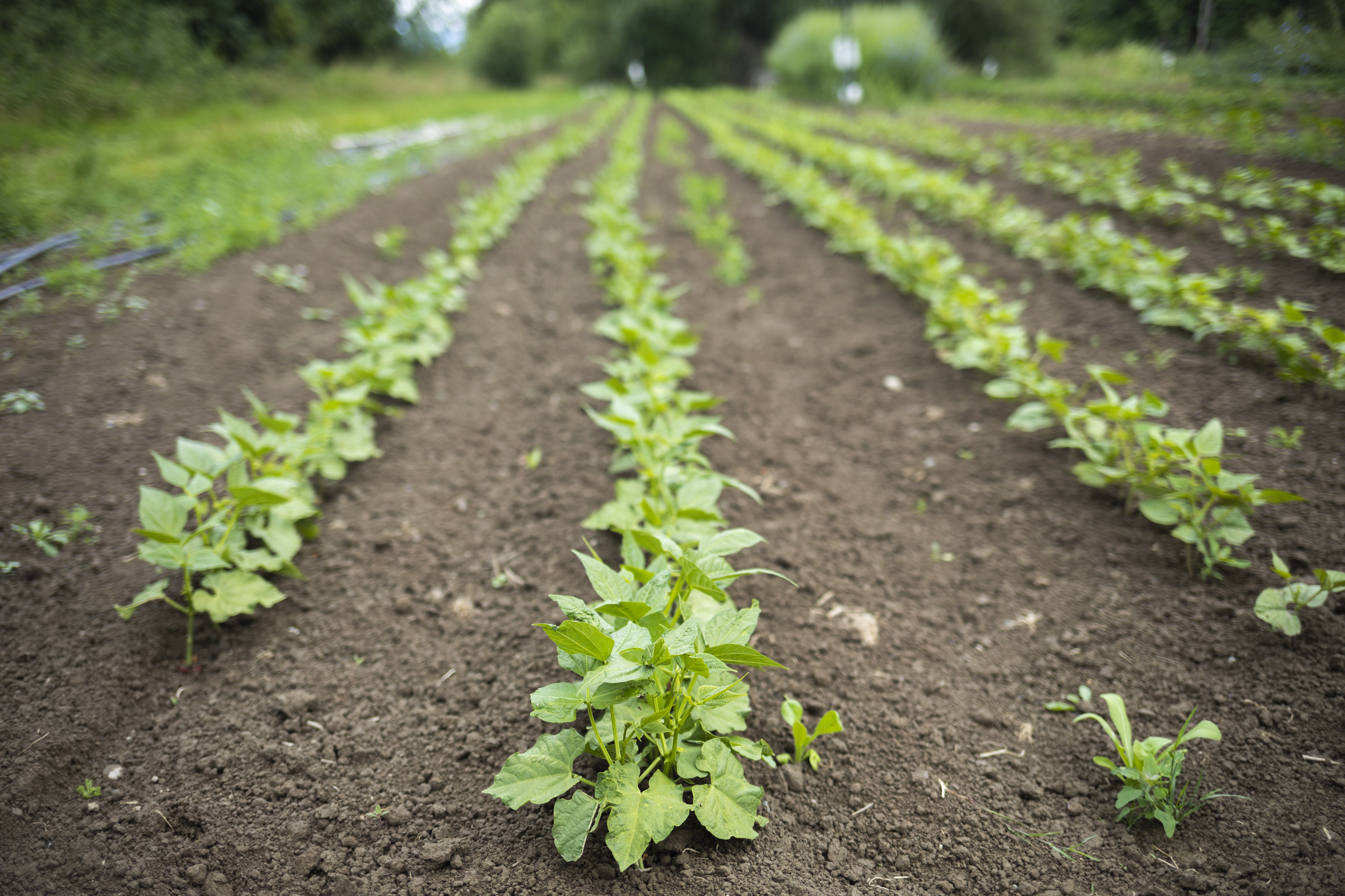 Rows of crops growing at SnoValley Tilth Farm in Carnation, WA