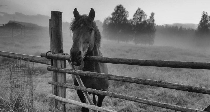 Horse standing by fence