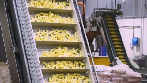 An extruder moves Cheetos puffs in a test factory