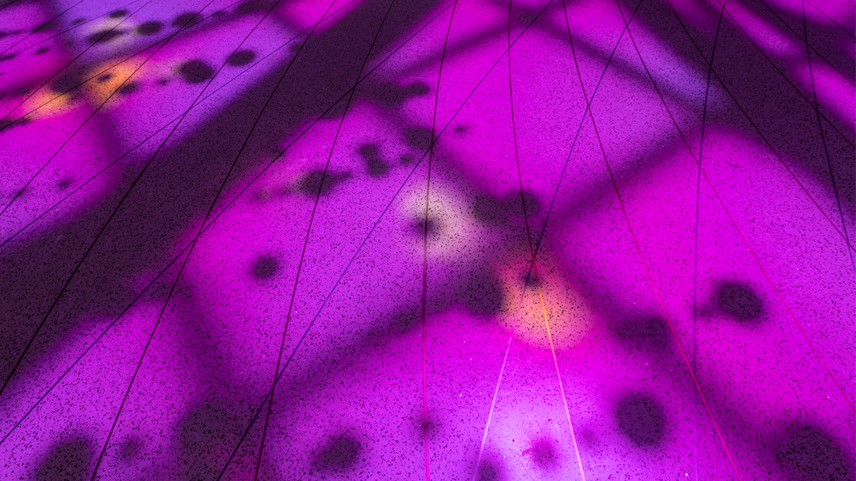 Purple pink background with black dots and black lines of varying degrees of thickness